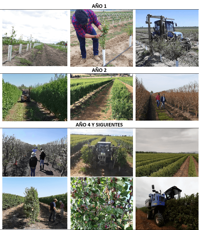 Figura 6.- Diferentes operaciones de poda en verde y recolección de la ciruela d’Agen en seto desde el año 1 hasta el año 4 y siguientes