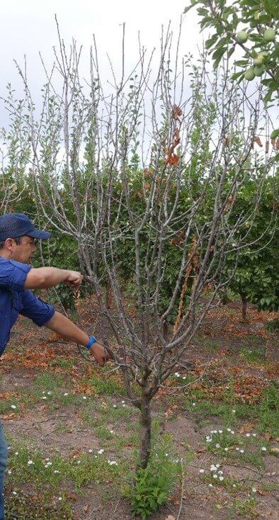 Figura 4.- A la izquierda, detalle de los diferentes pinzamientos realizados en ciruelo d’Agen de 4 años de edad, con la consiguiente multiplicación del número de ramas. A la derecha vista frontal del mismo antes de la recolección con una anchura próxima a los 80 cm. 