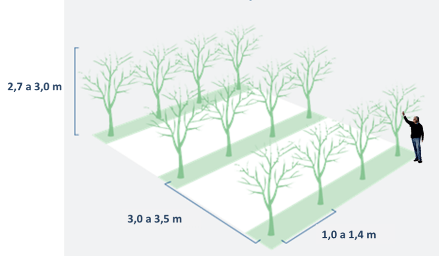 Figura 5.- Plantación de ciruelo europeo d’Agen en seto con la propuesta de distancias de plantación y altura de los árboles. 