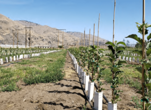 Foto 6. Árboles de la variedad Heneycrisp desarrollados en portainjertos G.969 micropropagados. Estos árboles se plantaron en mitad del verano en el Estado de Washington (USA).