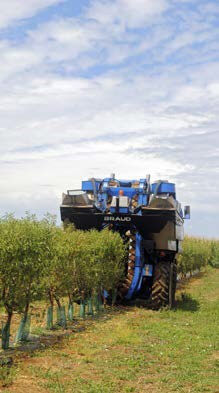 Al hacer la cosecha con este tipo de máquinas automotrices, la fruta no toca el suelo ni se contamina con patógenos ni pesticidas