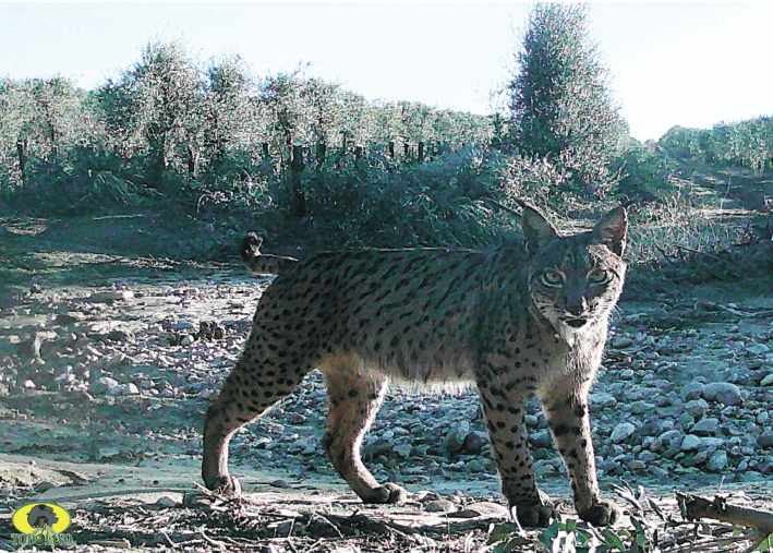 Figure 2. Iberian lynx (Lynx pardinus) female