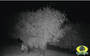 Figure 11. Wild Boar (Su scrofa).