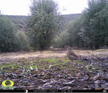 Figure 16. Common blackbird (Turdus philomelos).