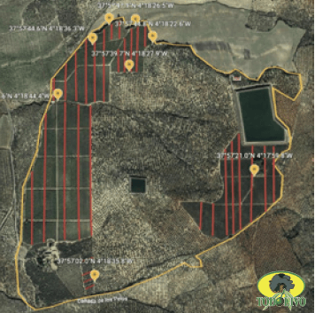 Figure 4. Linear transects, Villa del Río estate (Córdoba).