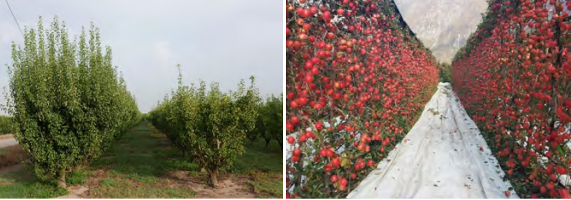 Al control del vigor, a la izquierda franco de peral comparado con MA, se añade la mejor eficiencia productiva de los patrones enanizantes como el M9 en manzano (derecha con la variedad Pink Lady).