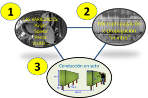 Figura 1:Los tres pilares sobre los que se basa la producción de almendra con variedades autoenraizadas (Fuente: Iglesias, 2019). 
