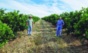 Mid-density model at 5×2 meters for pedestrian harvesting, using CIVAC-19 rootstock.