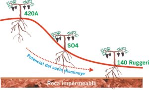 Conocer el vigor potencial del suelo permitira la selección de los patrones adecuados para obtener viñas equilibradas.