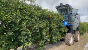 Harvesting with a straddle harvester for industrial purposes in hedgerow with CIVAC-19 pattern at 2.5×1.2 m spacing.