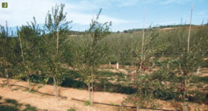 Hedgerow olive trees