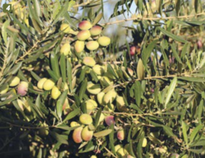 olive trees in hedgerows