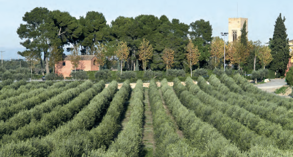 Foto 1. Finca La Boella (Reus, Tarragona). Plantación realizada en el año 1995.