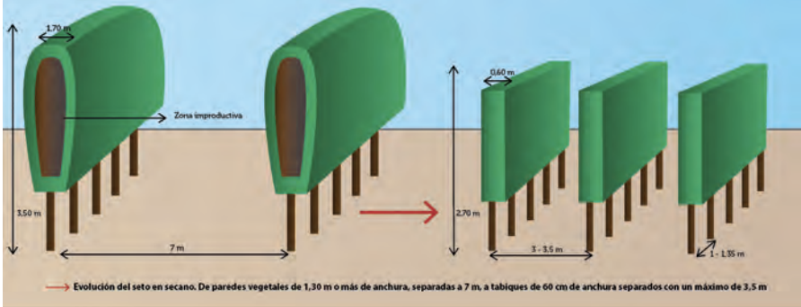 Figura 1. Evolución del modelo en seto en secano para aumentar su eficiencia productiva