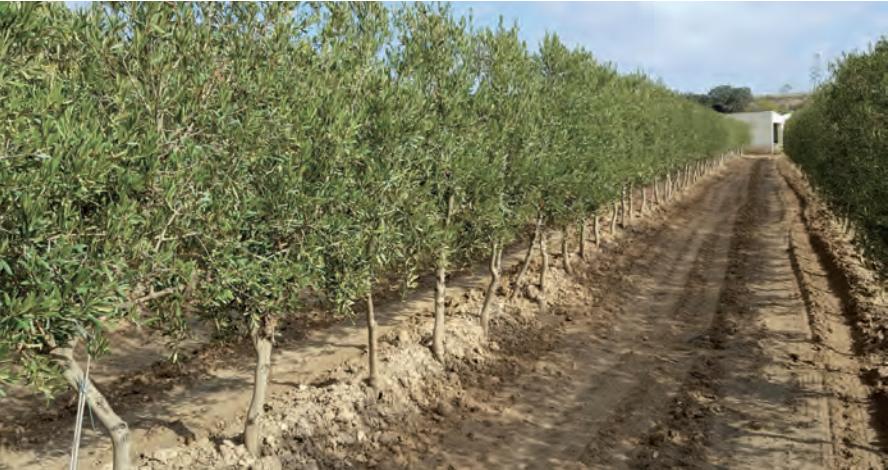 Foto 3. Plantación de olivar en seto en secano en Espiells (Barcelona). Año de plantación 2010.