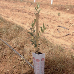 Planta de olivo en formato Smarttree, con un único tutor de 90 cms como estructura de soporte.