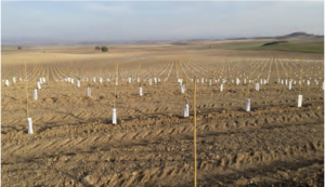 Foto 5. Plantación de 20 has de olivar en secano en la localidad de Gurrea de Gállego, Huesca. Otoño 2016.