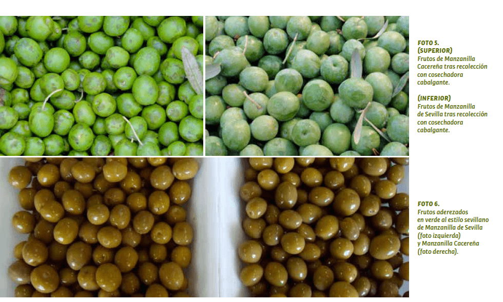 Aceitunas de mesa