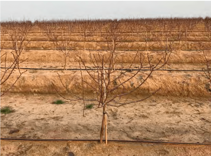 FOTO 1. Potatura di formazione di varietà di mandorle guara in formato Smarttree.