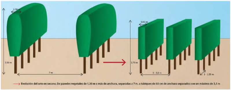 Evolución del modelo en seto en secano para aumentar su eficiencia productiva