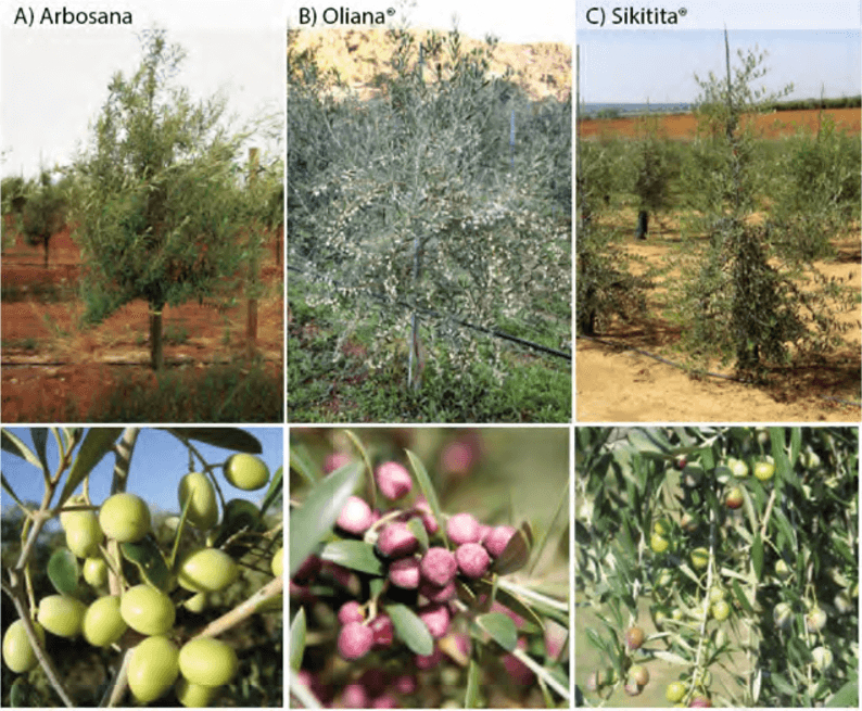 Estructura del árbol, y fructificación de las variedades Arbosana, Oliana y Sikitita.