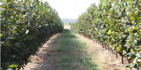 Plantación de avellano en seto en Finca Porxina, en la provincia de Zaragoza.