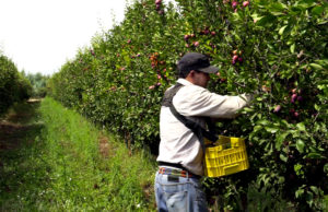 Este sistema de Alta Desidad otorga también la posibilidad de cosecha peatonal para fruta fresca de exportación en el creciente mercado chino (Sistema Doble Propósito), aumentando la rentabilidad.