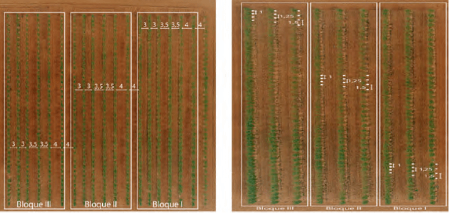 Fotografía área de ensayos de distancias entre plantas y entre calles.