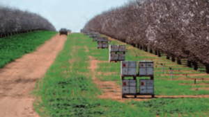 Colmenas en plantación en California.