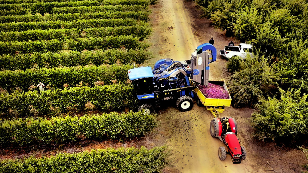 Tercera Cosecha Mecanizada de Ciruelo D´Agen 2020. Fruta 100% para la industria. Coseha: 31.100 kilos/ha logrando un total de 11.100 kilos secos calibre 60 - 70.