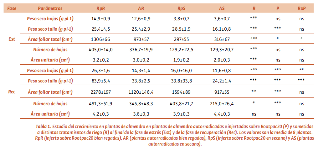 Tabla 1. Estudio del crecimiento en plantas de almendro en plantas de almendro autorradicadas e injertadas sobre Rootpac20 (P) y sometidas a distintos tratamientos de riego (R) al final de la fase de estrés (Est) y de la fase de recuperación (Rec). Los valores son la media de 8 plantas. RpR (injerto sobre Rootpac20 bien regadas), AR (plantas autorradicadas bien regadas), RpS (injerto sobre Rootpac20 en secano) y AS (plantas autorradicadas en secano).