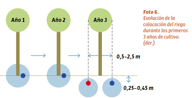 Evolución de la colocación del riego durante los primeros 3 años de cultivo.