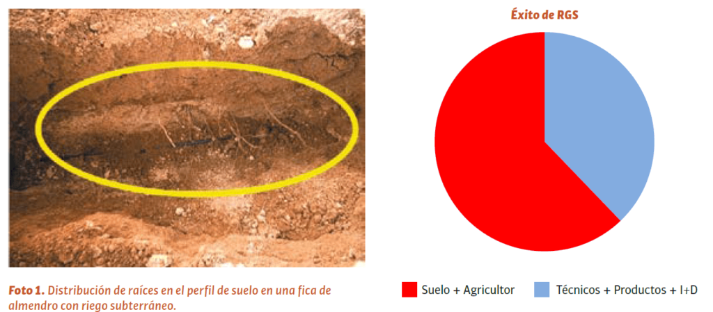 Distribución de raíces en el perfil de suelo en una fica de almendro con riego subterráneo.