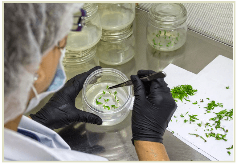 A worker carefully places tissue culture cuttings in a jar containing the appropriate nutrients and hormones to promote root growth.