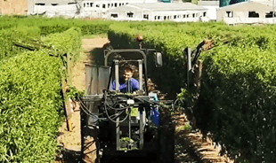 summer pruning in May. 