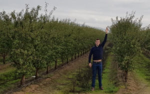 Third year orchard of ‘Soleta’/Rootpac-20 at blooming time (left) and after harvest in Andalucía (Spain) 