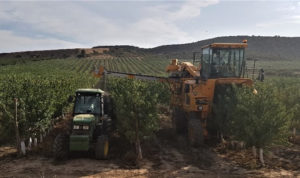 Two different over-row harvesters and harvest systems: New Holland (left), Gregoire (right).