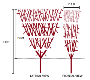 Planting distances and dimensions proposed for the edge (left). Lateral and frontal view of the canopy after consecutive edging (right). 