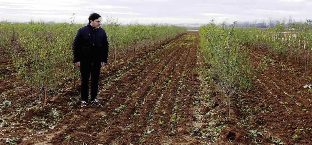 almendro en seto