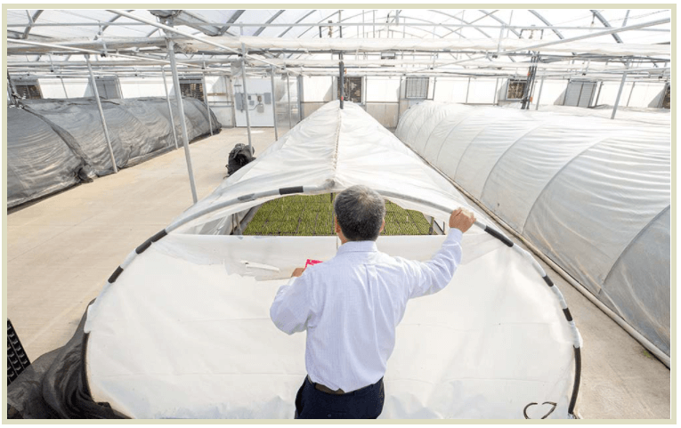 These acclimation hoop tunnels inside the greenhouse control temperature, humidity and light density for the tiny plants. Depending on the crop, plants are acclimated here for three to five weeks and then moved to the growing greenhouse.