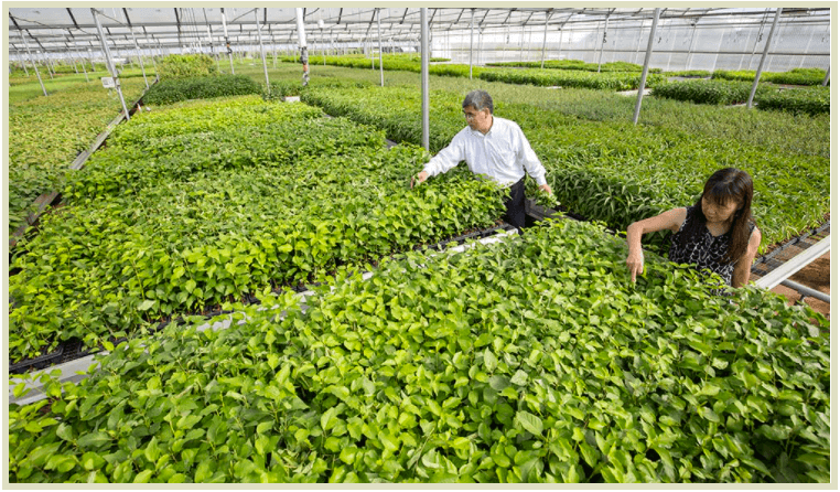 Yongjian Chang and Shirley Feng of North American Plants walk through a nearly endless array of rootstocks that have been propagated through tissue culture and await shipment.