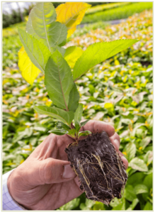 Yongjian Chang pulls a Geneva-890 apple rootstock example from several thousand G-890 propagated through North American’s tissue culture process.