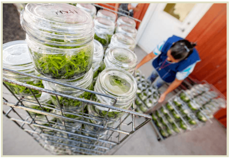 Jars containing tissue cultures are moved to a laboratory to propagate more plants.