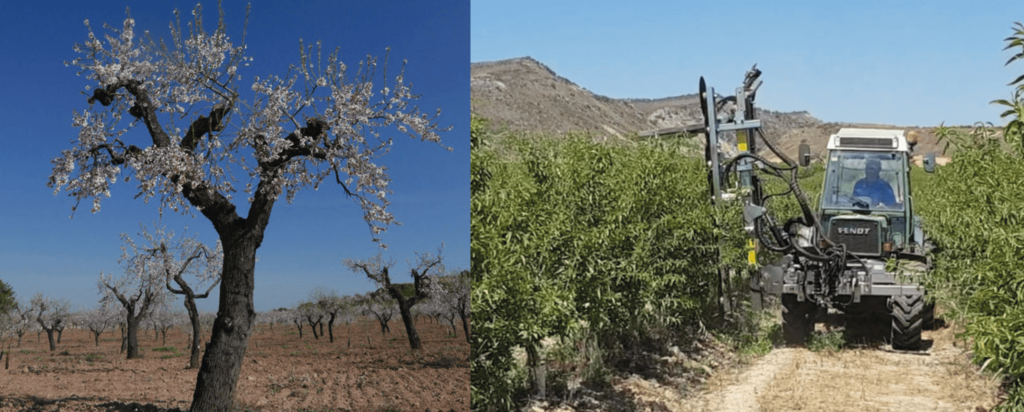 almendro autoenraizado