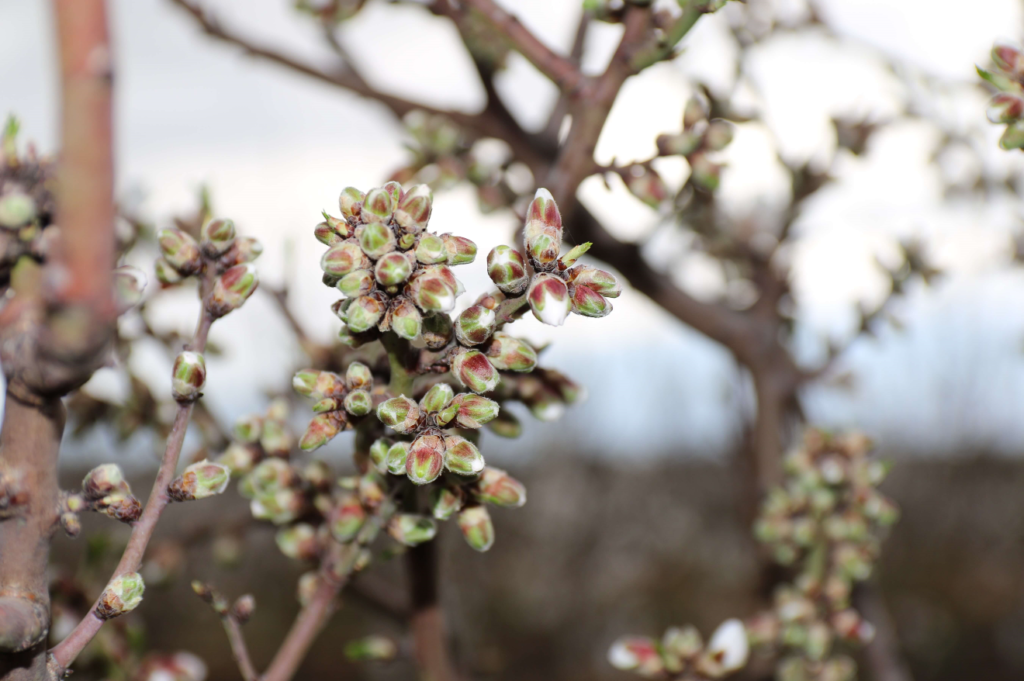 almond in shd