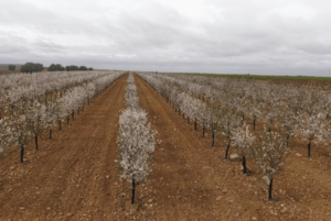 Foto 1. Plantación de ‘Soleta’ autoenraizada en seto en el inicio de su cuarto año de plantación en Villarobledo (Albacete).