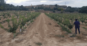 Foto 2. Plantación de pistacho en alta densidad en su segundo año de plantación en Caspe (Zaragoza).