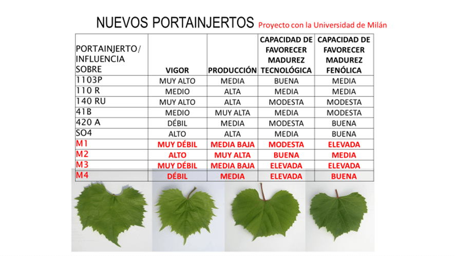 Comparación de portainjertos M con respecto a los más habituales empleados en España.