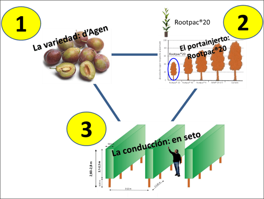 Figura 2.- Los tres factores clave para la nueva propuesta productiva de la ciruela con destino en fresco o deshidratación: la variedad, el patrón y el sistema de formación. 