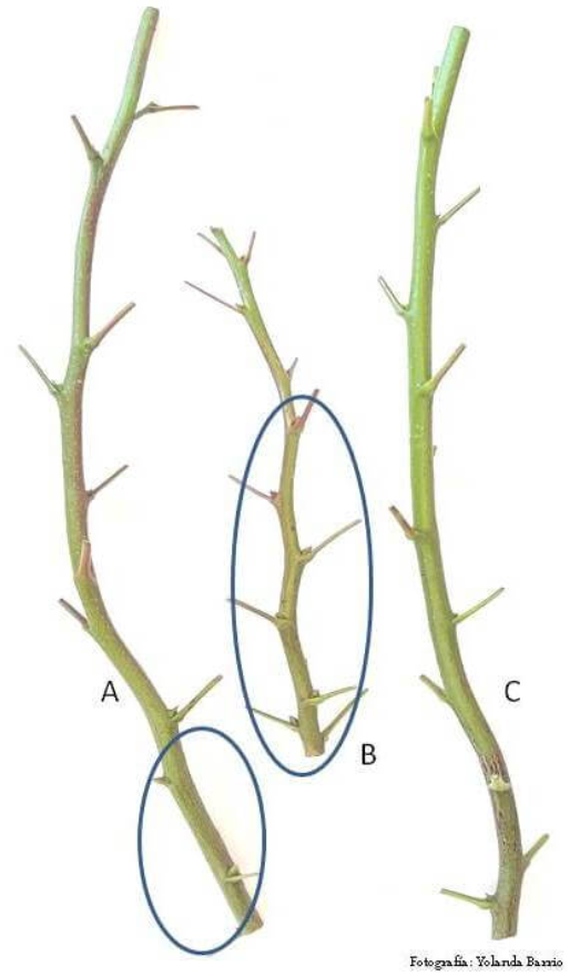 Fotografía nº 3. Varetas portayemas. A: Vareta procedente de pie madre, variedad Kerman (en circulo azul yemas florales). B: Vareta procedente de árbol en producción, variedad Kerman (en circulo azul yemas florales). C: Vareta procedente de pie madre, variedad Larnaka, todas las yemas vegetativas 